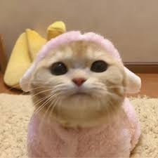 جویریہ خان avatar